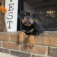 Purple Girl, a female Rottweiler for sale in Bear, DE – Photo 1 of 5