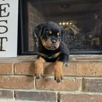 Purple Girl, a female Rottweiler for sale in Bear, DE – Photo 5 of 5