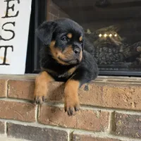 Purple Girl, a female Rottweiler for sale in Bear, DE – Photo 2 of 5