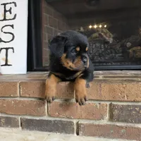 Purple Girl, a female Rottweiler for sale in Bear, DE – Photo 3 of 5