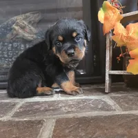 Black Boy, a male Rottweiler for sale in Bear, DE – Photo 3 of 5