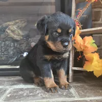 Black Boy, a male Rottweiler for sale in Bear, DE – Photo 2 of 5