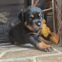 Black Boy, a male Rottweiler for sale in Bear, DE – Photo 5 of 5