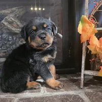 Black Boy, a male Rottweiler for sale in Bear, DE – Photo 4 of 5