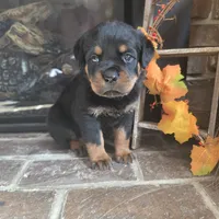 Black Boy, a male Rottweiler for sale in Bear, DE – Photo 1 of 5