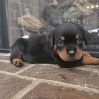 Purple Girl 2, a female Rottweiler for sale in Bear, DE – Photo 2 of 4