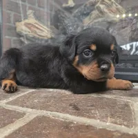 Purple Girl 2, a female Rottweiler for sale in Bear, DE – Photo 4 of 4