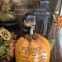 Purple Girl 2, a female Rottweiler for sale in Bear, DE – Photo 3 of 4