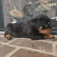 Purple Girl 2, a female Rottweiler for sale in Bear, DE – Photo 1 of 4