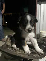 Australian shepherd mixed with Australian cattle dog , a male Australian Cattle Dog and Australian Shepherd for sale in Alvarado, TX – 3 of 7