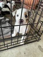 Australian Shepherd , a female Australian Shepherd for sale in Alvarado, TX – 2 of 10