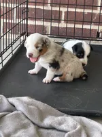 Australian Shepherd , a female Australian Shepherd for sale in Alvarado, TX – 6 of 10