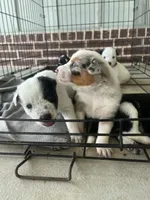 Australian Shepherd , a female Australian Shepherd for sale in Alvarado, TX – 8 of 10