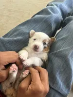 Australian Shepherd , a female Australian Shepherd for sale in Alvarado, TX – 3 of 10