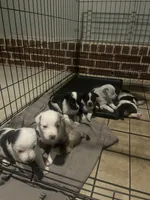 Australian shepherd mixed with Australian cattle dog , a male Australian Cattle Dog and Australian Shepherd for sale in Alvarado, TX – 6 of 7