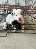 Australian Shepherd , a female Australian Shepherd for sale in Alvarado, TX – 5 of 10