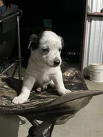 Australian shepherd mixed with Australian cattle dog , a female Australian Cattle Dog and Australian Shepherd for sale in Alvarado, TX – 4 of 9