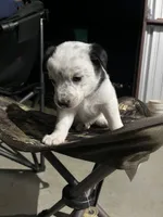Australian shepherd mixed with Australian cattle dog , a female Australian Cattle Dog and Australian Shepherd for sale in Alvarado, TX – 5 of 9