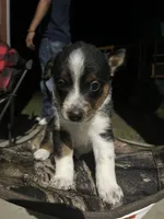 Australian shepherd mixed with Australian cattle dog , a male Australian Cattle Dog and Australian Shepherd for sale in Alvarado, TX – 4 of 7