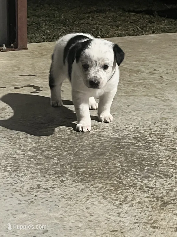 Australian shepherd mixed with Australian cattle dog  – Australian Cattle Dog, Australian Shepherd puppy for sale in Alvarado, TX