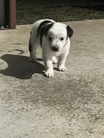 Australian shepherd mixed with Australian cattle dog , a female Australian Cattle Dog and Australian Shepherd for sale in Alvarado, TX – 1 of 9
