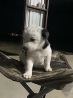 Australian shepherd mixed with Australian cattle dog , a female Australian Cattle Dog and Australian Shepherd for sale in Alvarado, TX – 6 of 9