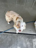 Australian shepherd mixed with Australian cattle dog , a male Australian Cattle Dog and Australian Shepherd for sale in Alvarado, TX – 7 of 7