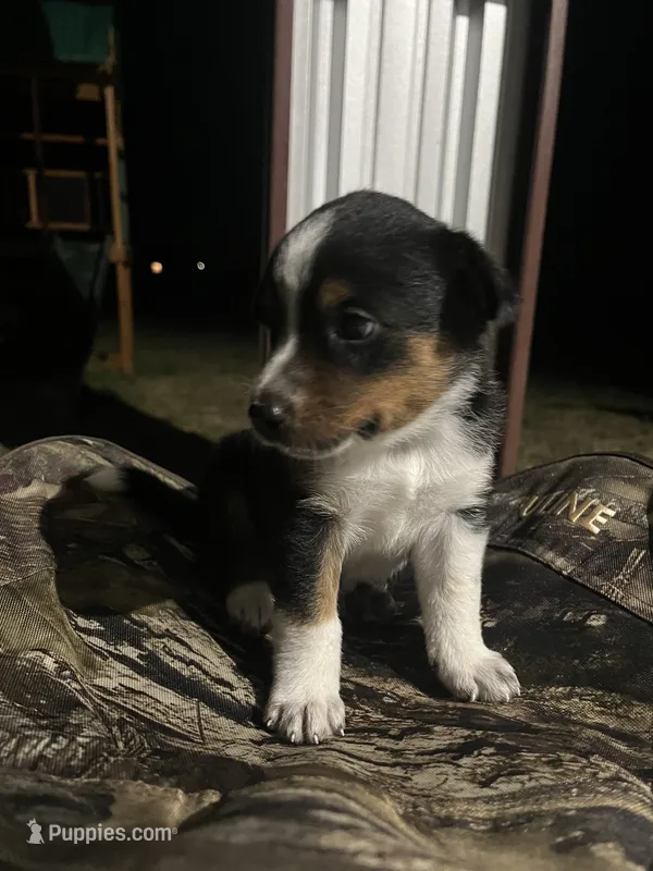Australian shepherd mixed with Australian cattle dog  – Australian Cattle Dog, Australian Shepherd puppy for sale in Alvarado, TX