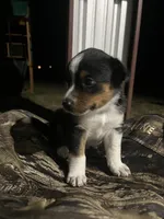 Australian shepherd mixed with Australian cattle dog , a male Australian Cattle Dog and Australian Shepherd for sale in Alvarado, TX – 1 of 7