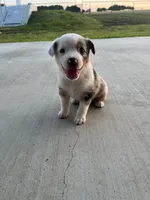 Australian Shepherd , a female Australian Shepherd for sale in Alvarado, TX – 1 of 10