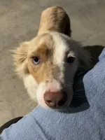 Australian shepherd mixed with Australian cattle dog , a female Australian Cattle Dog and Australian Shepherd for sale in Alvarado, TX – 9 of 9