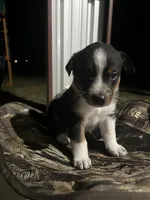 Australian shepherd mixed with Australian cattle dog , a male Australian Cattle Dog and Australian Shepherd for sale in Alvarado, TX – 2 of 7