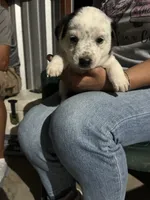 Australian shepherd mixed with Australian cattle dog , a female Australian Cattle Dog and Australian Shepherd for sale in Alvarado, TX – 2 of 9