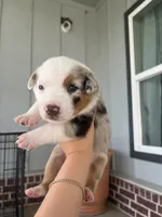 Australian Shepherd , a female Australian Shepherd for sale in Alvarado, TX – 7 of 10