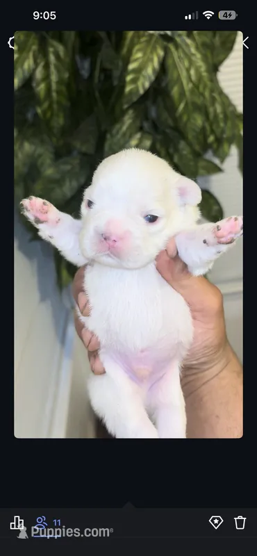 Bud – French Bulldog puppy for sale in Bakersfield, CA