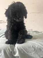 Silky , a female Goldendoodle for sale in New York City, NY – 9 of 9