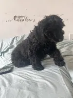 Silky , a female Goldendoodle for sale in New York City, NY – 5 of 9