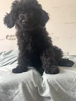 Silky , a female Goldendoodle for sale in New York City, NY – 2 of 9