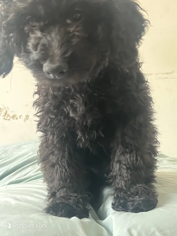 Silky  – Goldendoodle puppy for sale in New York City, NY