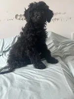 Silky , a female Goldendoodle for sale in New York City, NY – 3 of 9
