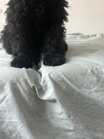 Silky , a female Goldendoodle for sale in New York City, NY – 4 of 9