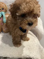 processed/33207070-a043-4cf9-b5fb-6c6156674614/listing/e8e9911b-2d68-4571-9bb8-715eedfdc9fa/0bf91a0d-7b54-4dec-8951-fc14cb687cc1