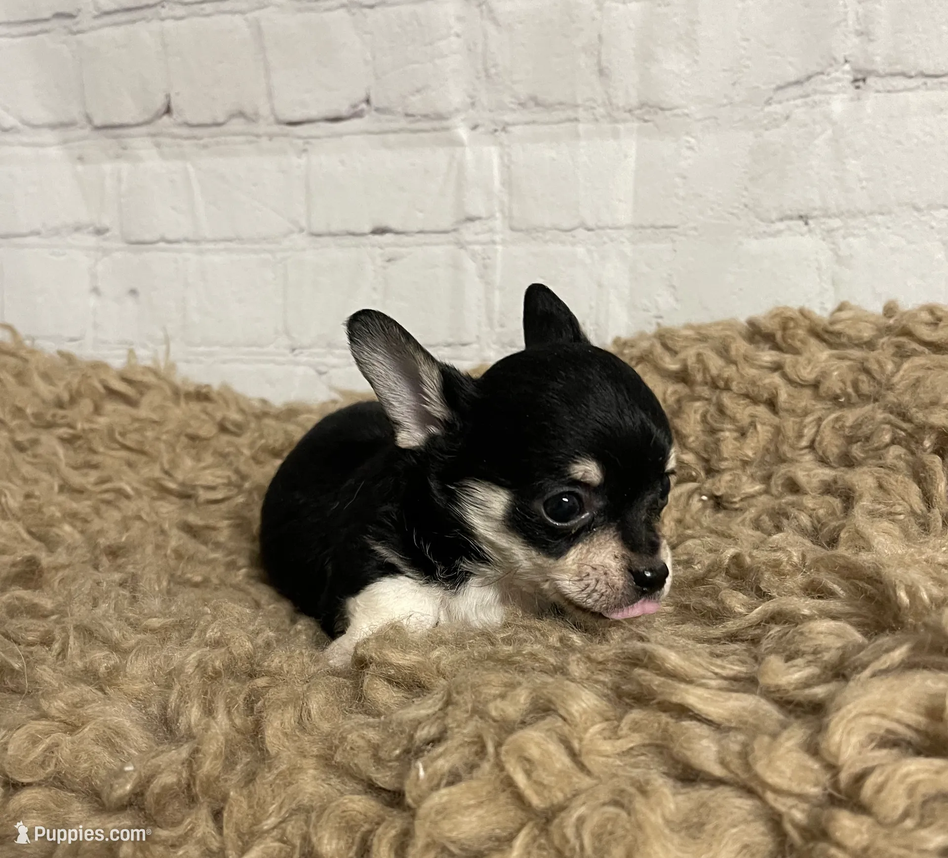 Coal, a male Chihuahua for sale in Starr, SC – Photo 3 of 3