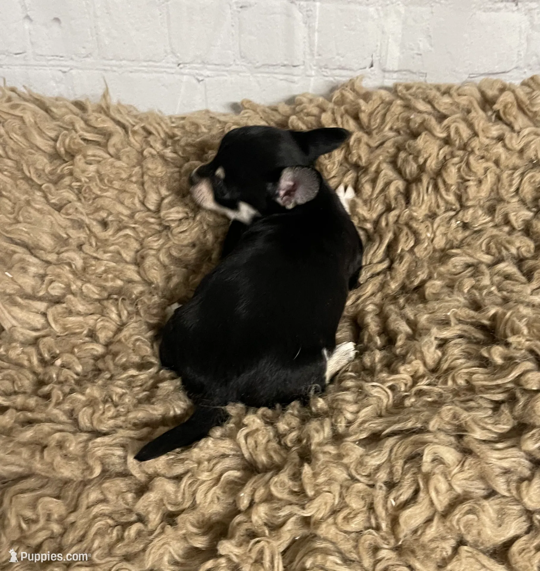 Coal, a male Chihuahua for sale in Starr, SC – Photo 2 of 3