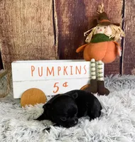 Mittens, a male Chihuahua for sale in Starr, SC – Photo 1 of 5