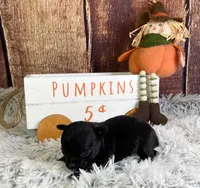 Mittens, a male Chihuahua for sale in Starr, SC – Photo 5 of 5