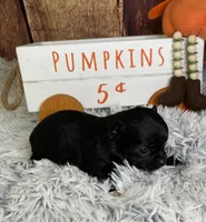 Mittens, a male Chihuahua for sale in Starr, SC – Photo 3 of 5