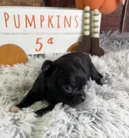 Mittens, a male Chihuahua for sale in Starr, SC – Photo 2 of 5