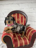 Oreo, a female Miniature Dachshund for sale in Starr, SC – Photo 2 of 4