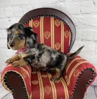 Oreo, a female Miniature Dachshund for sale in Starr, SC – Photo 3 of 4